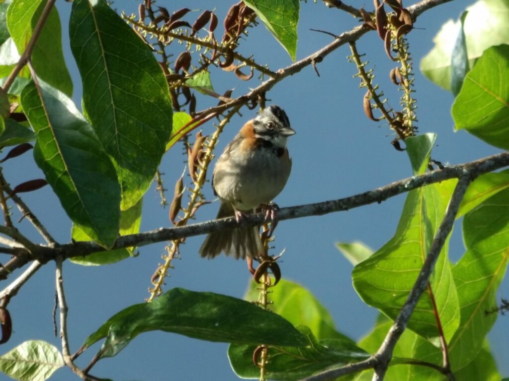 minolta digital still camera